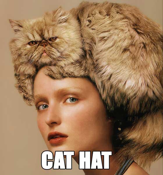 cat in hat hat pattern. girlfriend cat in the hat hat